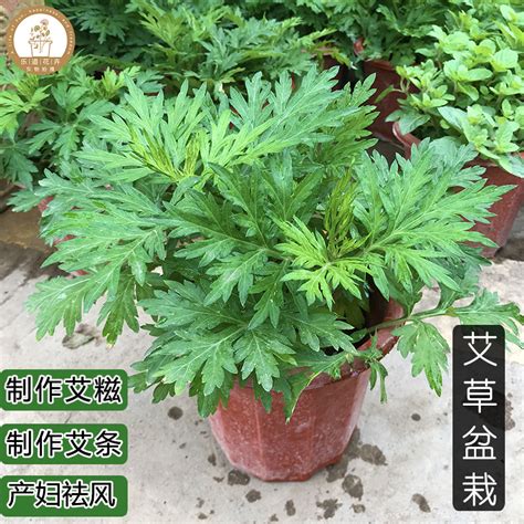 艾草風水|艾草盆栽轉運法